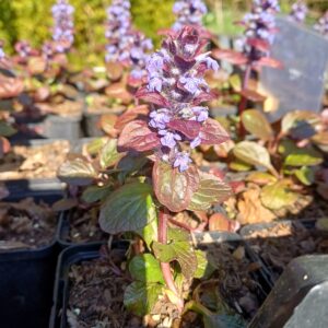 Kruipend zenegroen (paars) - Ajuga reptans - Afbeelding 2