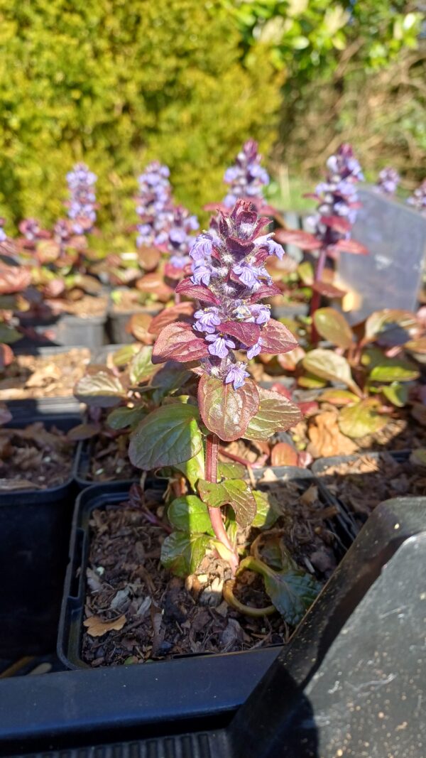 Kruipend zenegroen (paars) - Ajuga reptans
