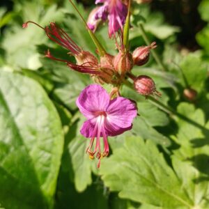 Ooievaarsbek - Geranium macrorrhizum
