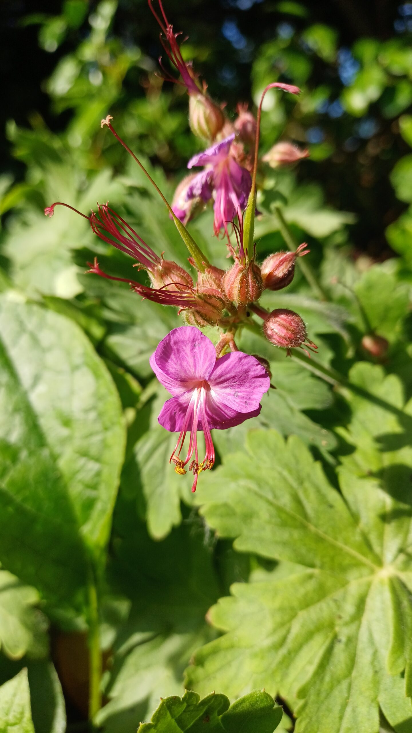 Ooievaarsbek - Geranium macrorrhizum - Afbeelding 1