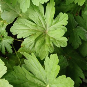 Ooievaarsbek - Geranium macrorrhizum - Afbeelding 2