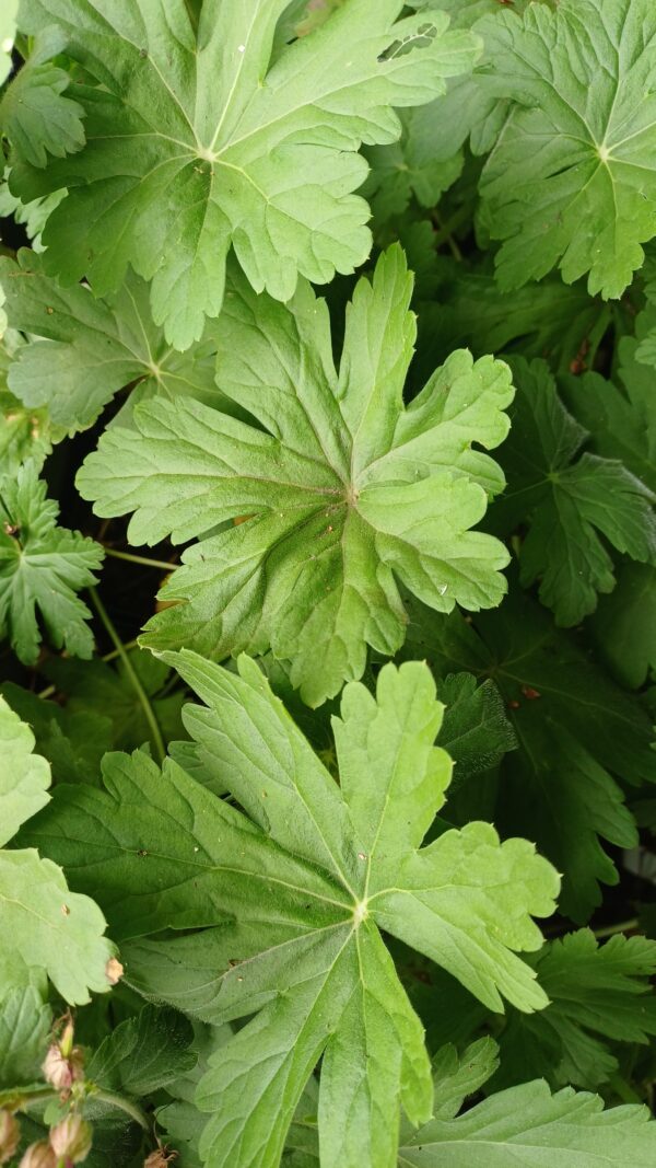 Ooievaarsbek - Geranium macrorrhizum