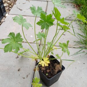 Ooievaarsbek - Geranium macrorrhizum - Afbeelding 3