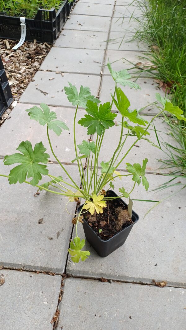 Ooievaarsbek - Geranium macrorrhizum