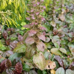 Kruipend zenegroen (paars) - Ajuga reptans - Afbeelding 3