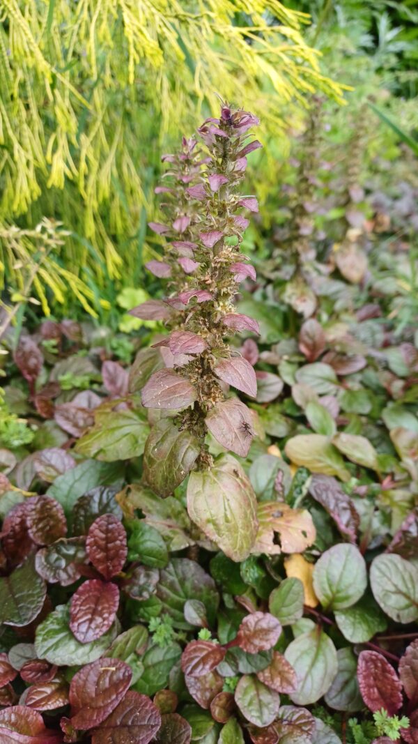 Kruipend zenegroen (paars) - Ajuga reptans
