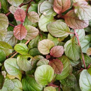 Kruipend zenegroen (paars) - Ajuga reptans