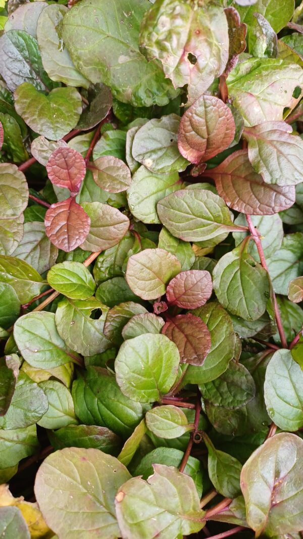 Kruipend zenegroen (paars) - Ajuga reptans