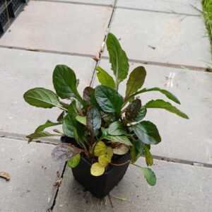 Kruipend zenegroen (paars) - Ajuga reptans - Afbeelding 4