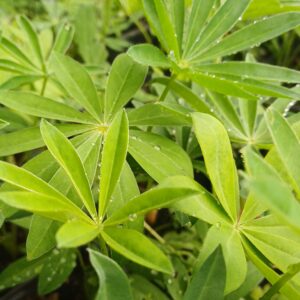 Lupine (roze-wit) - Lupinus 'The Chatelaine'