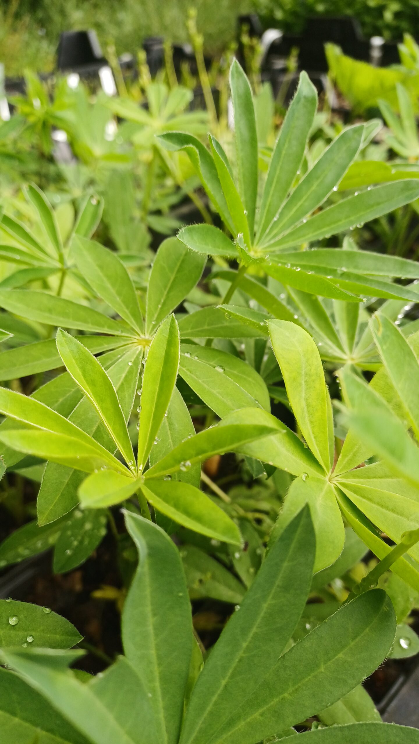 Lupine (roze-wit) - Lupinus 
