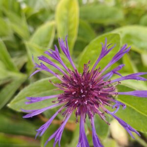 Korenbloem (paars-roze) - Centaurea montana