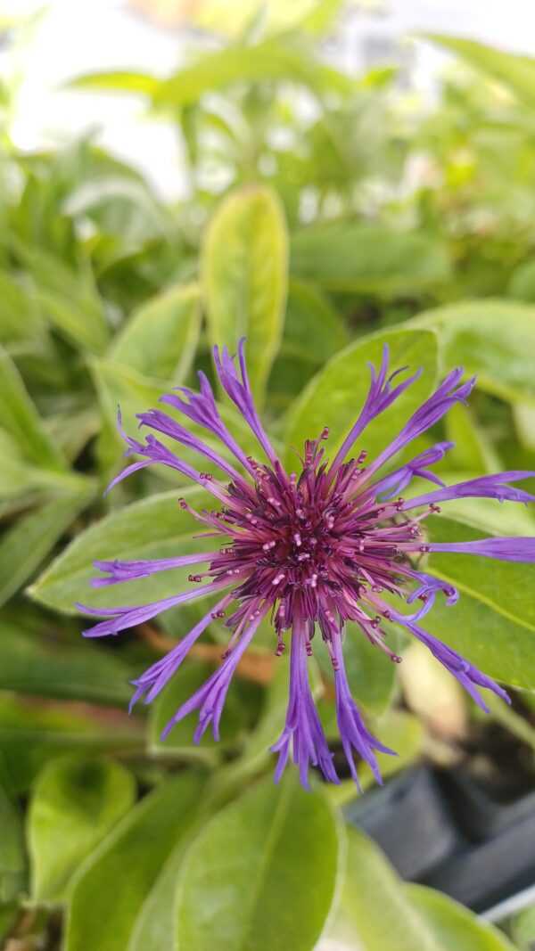 Korenbloem (paars-roze) - Centaurea montana