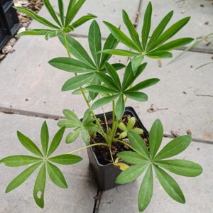 Lupine (roze-wit) - Lupinus 'The Chatelaine' - Afbeelding 2