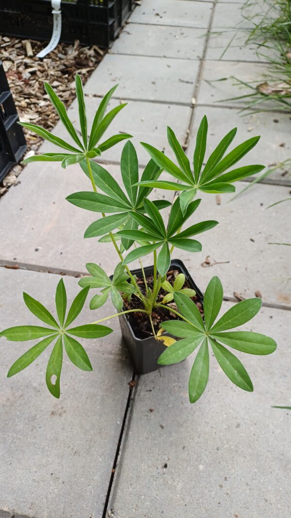 Lupine (roze-wit) - Lupinus 'The Chatelaine'