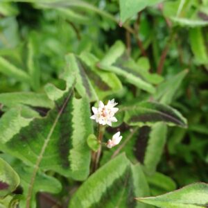 Duizendknoop - Persicaria microcephala 'Silver Brown'