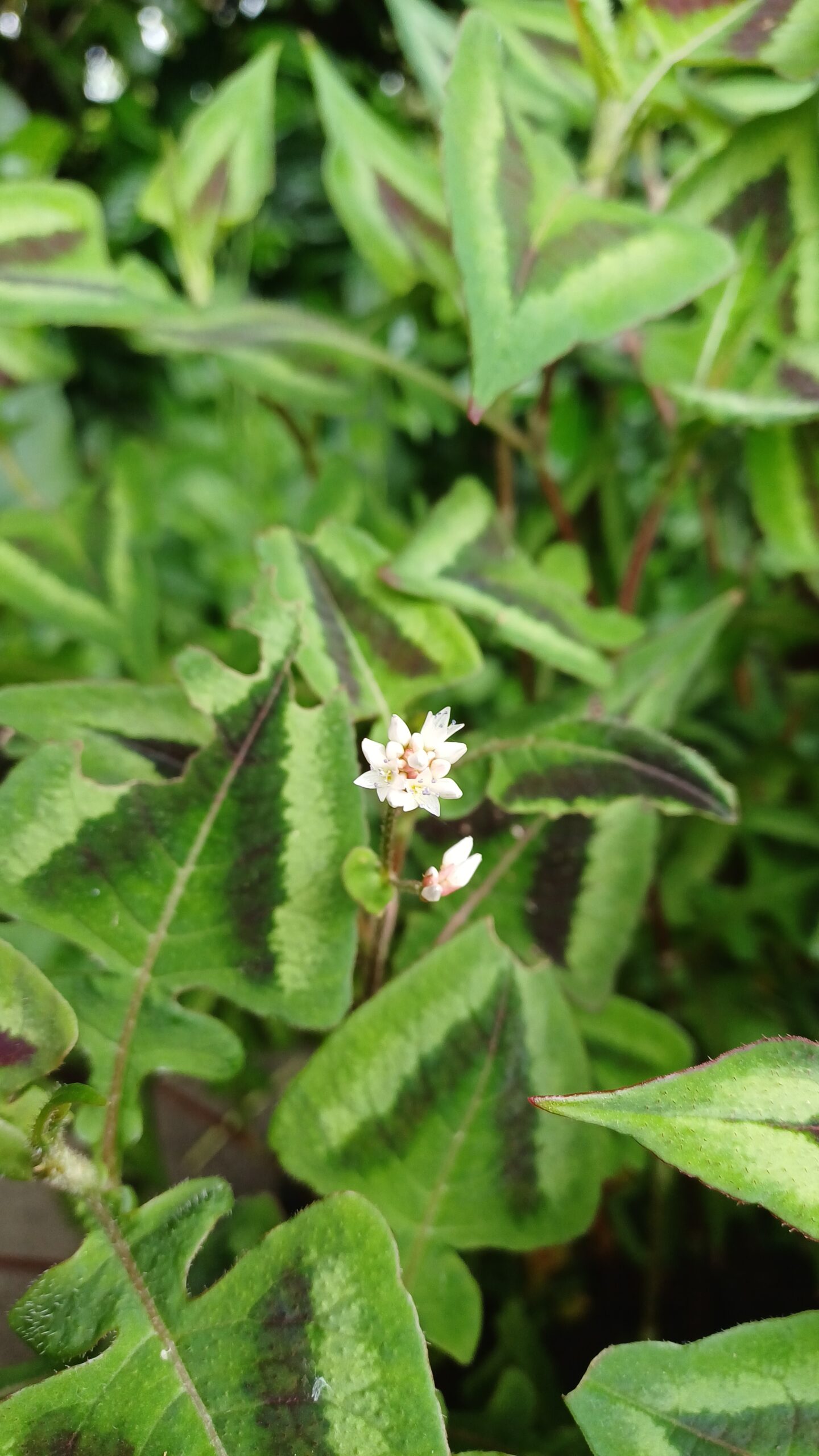 Duizendknoop - Persicaria microcephala 