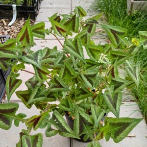 Duizendknoop - Persicaria microcephala 'Silver Brown' - Afbeelding 2
