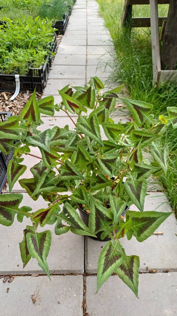 Duizendknoop - Persicaria microcephala 'Silver Brown'