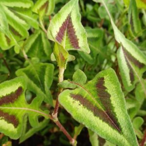 Duizendknoop - Persicaria microcephala 'Silver Brown' - Afbeelding 3