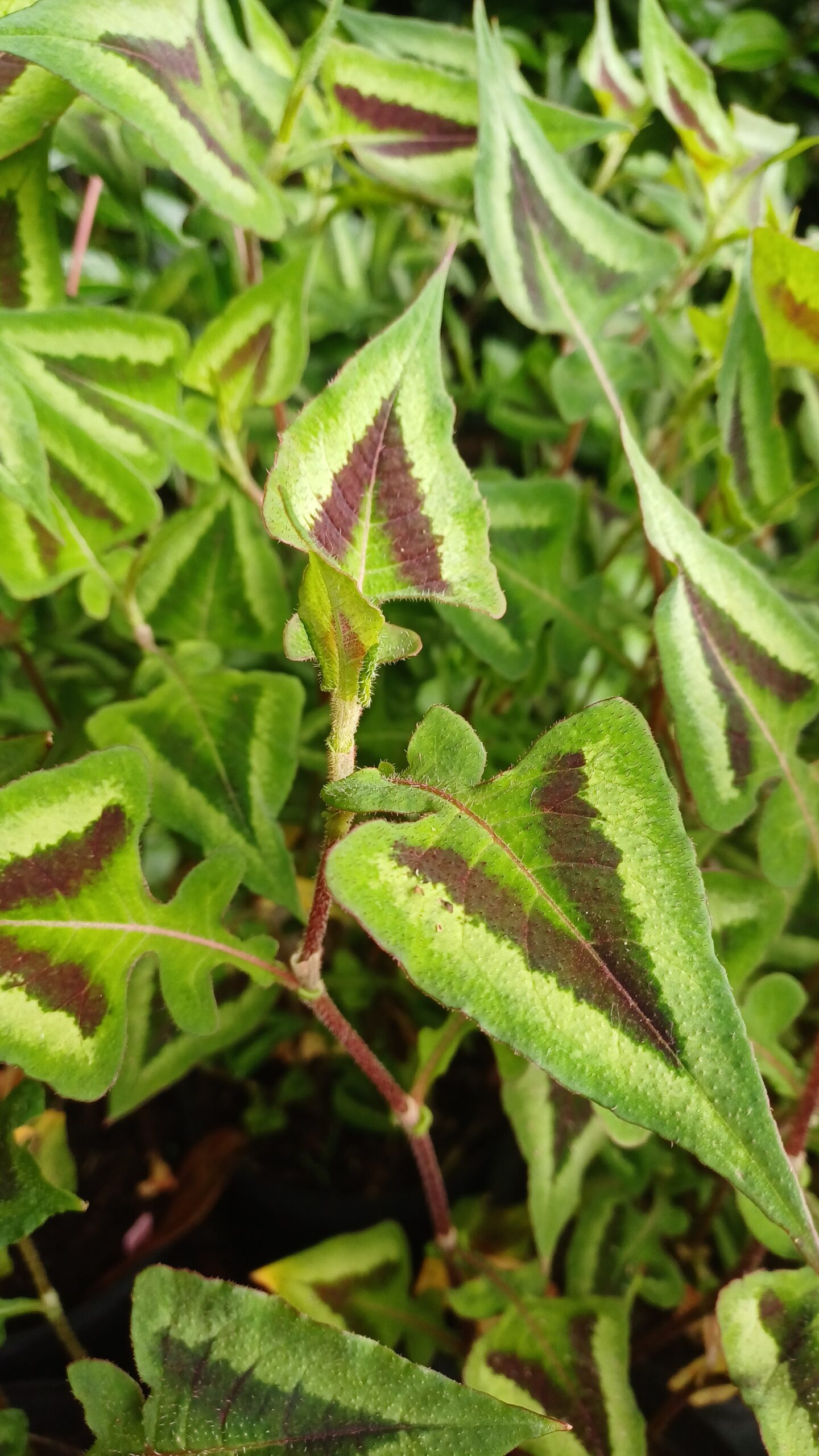 Duizendknoop - Persicaria microcephala 