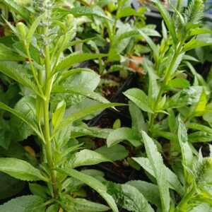 Ereprijs - Veronica spicata 'Ulster Dwarf Blue' - Afbeelding 2