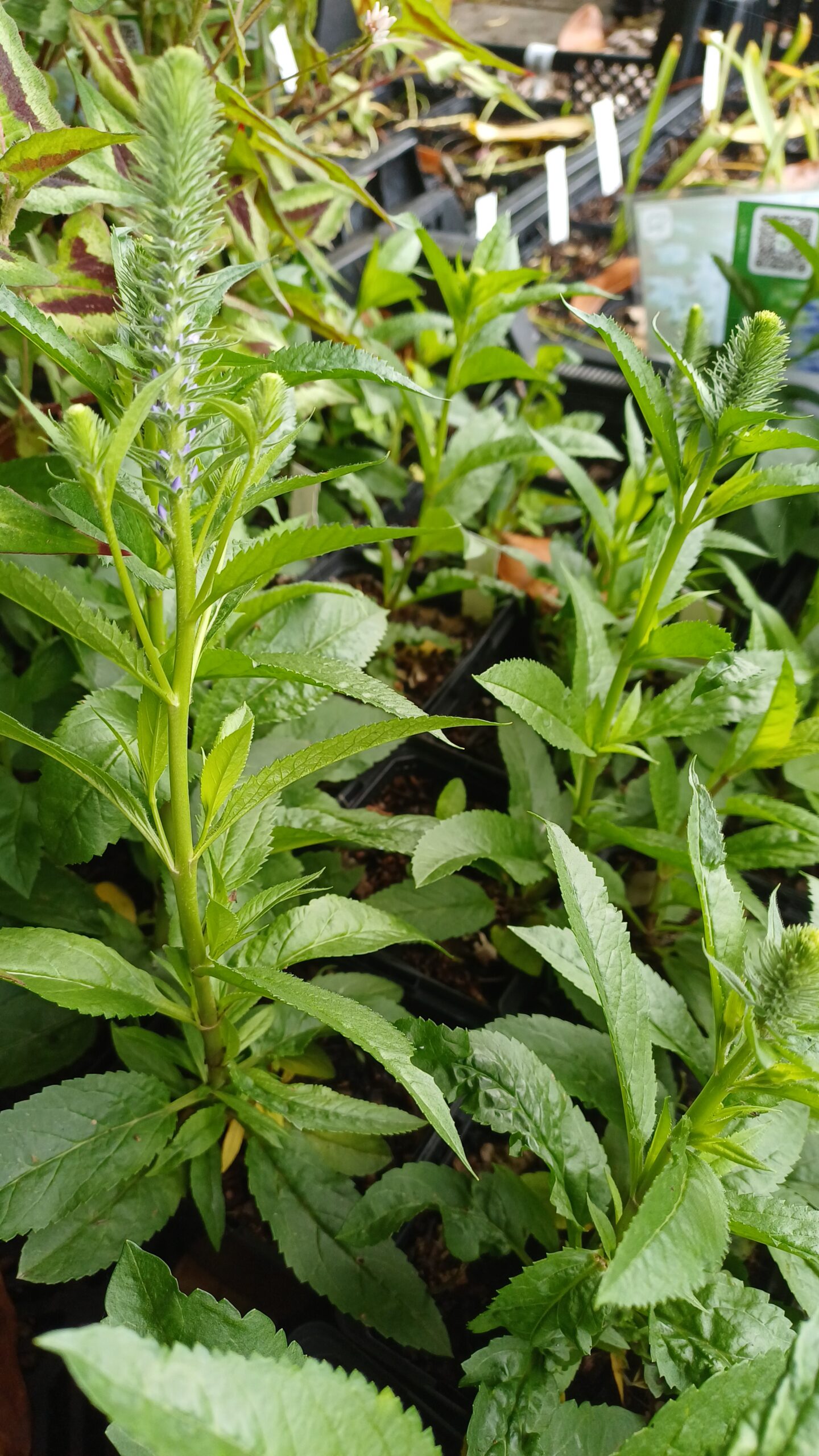 Ereprijs - Veronica spicata 