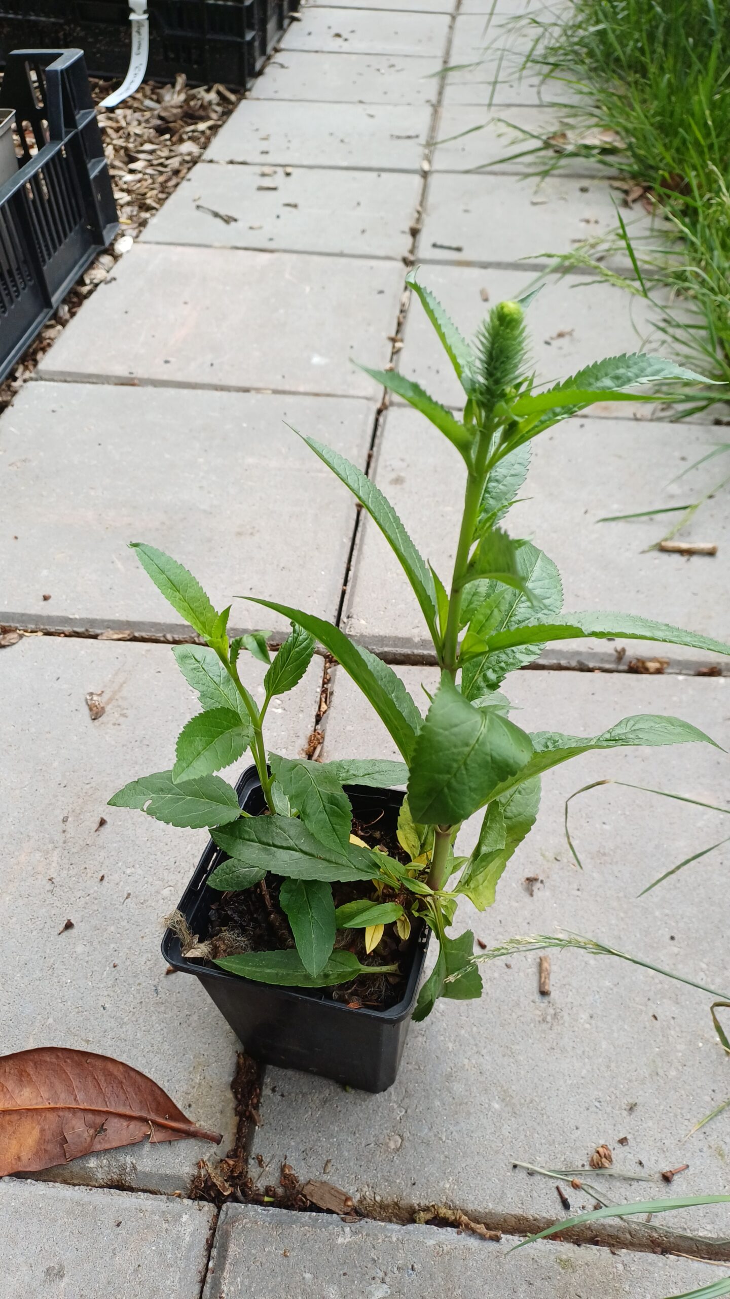 Ereprijs - Veronica spicata 