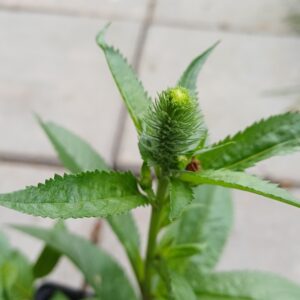 Ereprijs - Veronica spicata 'Ulster Dwarf Blue' - Afbeelding 4