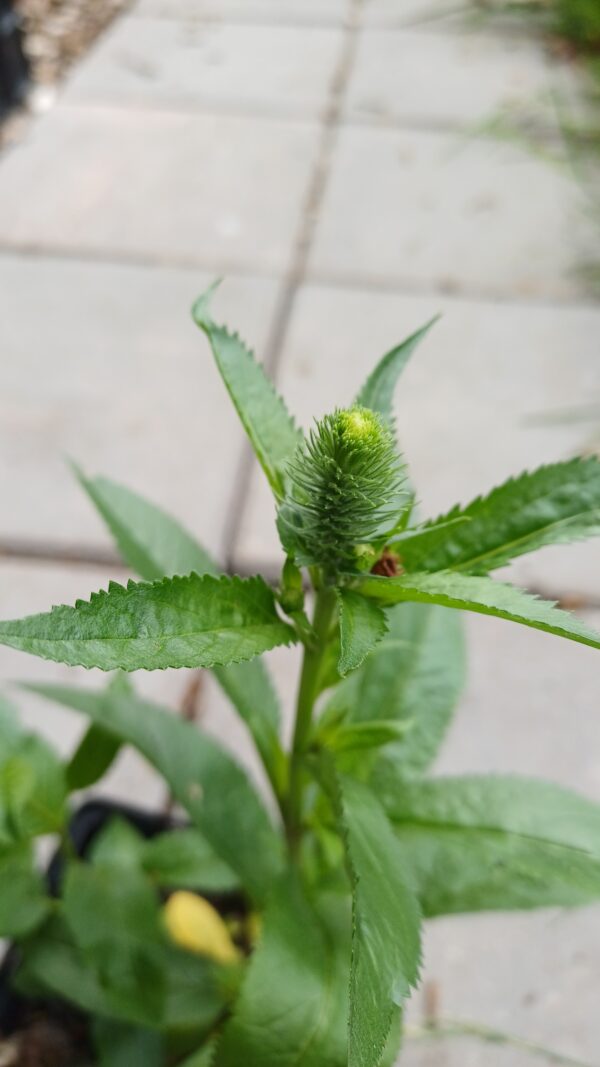 Ereprijs - Veronica spicata 'Ulster Dwarf Blue'