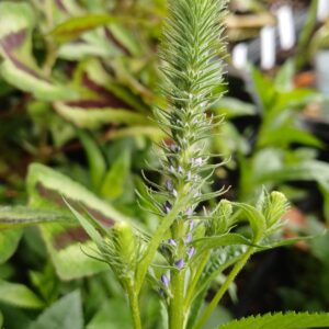 Ereprijs - Veronica spicata 'Ulster Dwarf Blue'