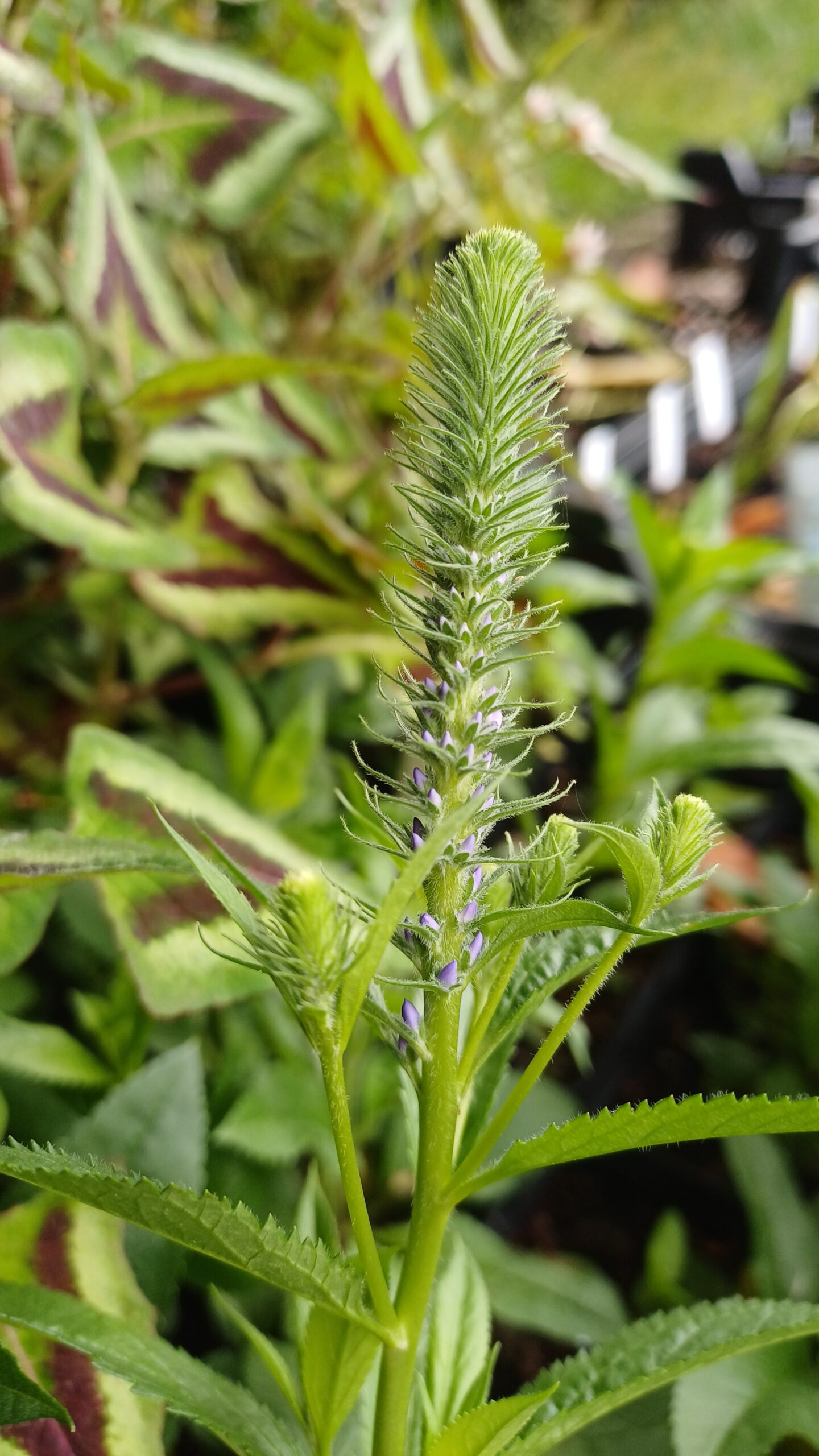 Ereprijs - Veronica spicata 