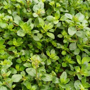 Kleine tijm - Thymus serpyllum