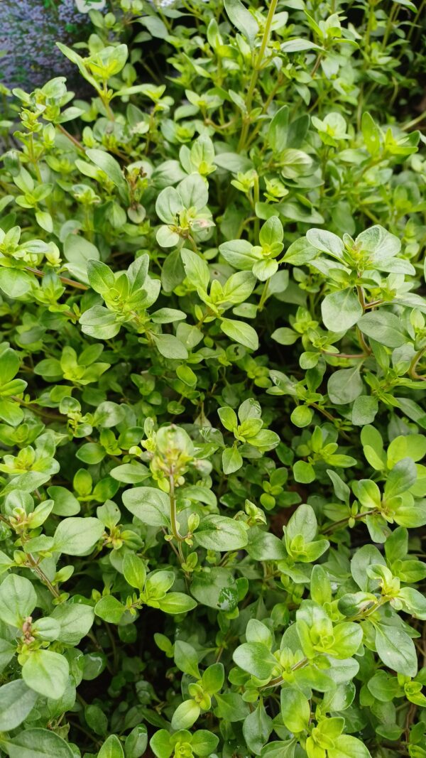 Kleine tijm - Thymus serpyllum