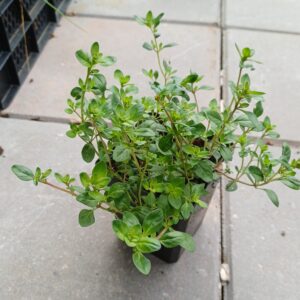 Kleine tijm - Thymus serpyllum - Afbeelding 2