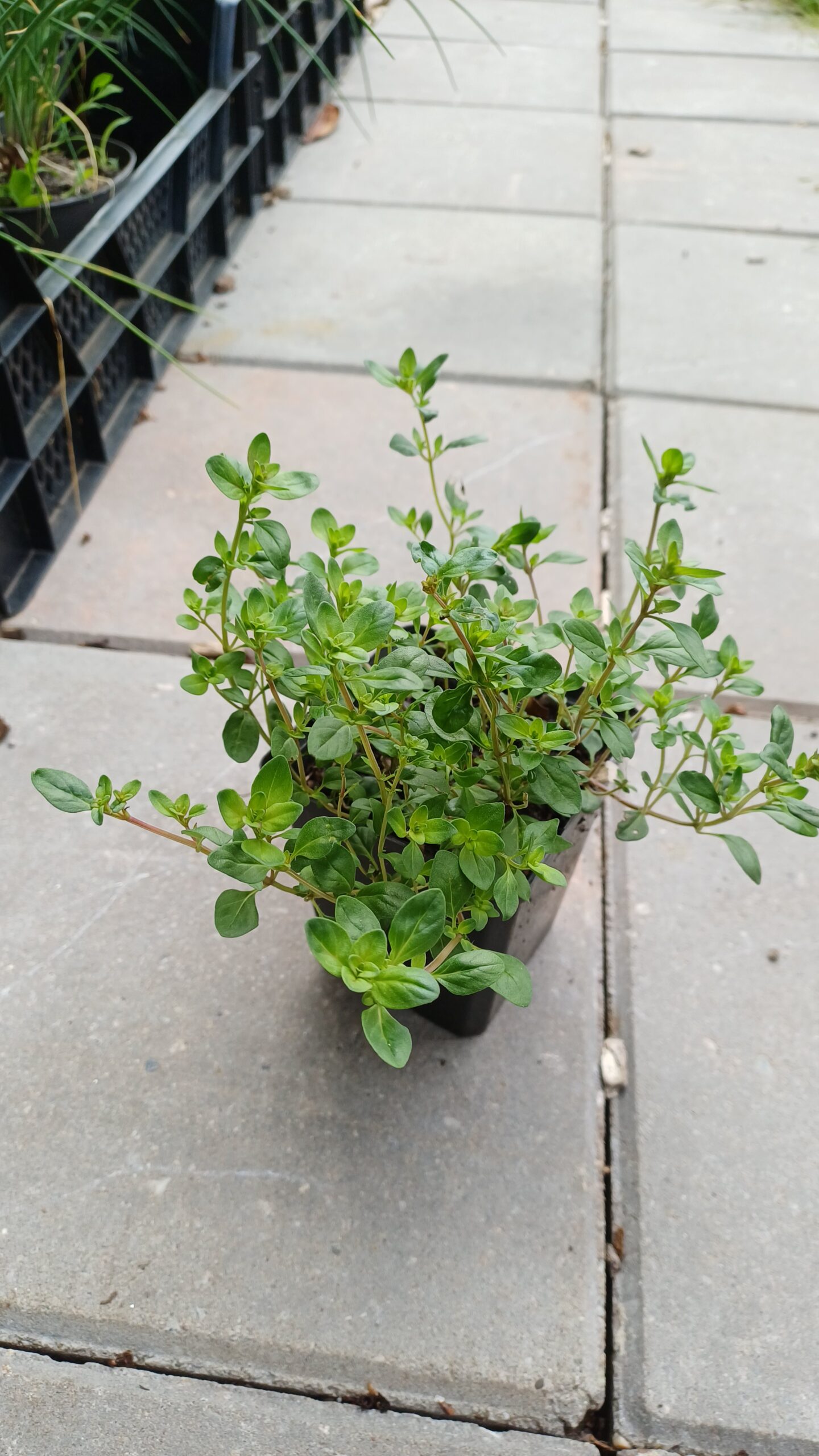 Kleine tijm - Thymus serpyllum - Afbeelding 2