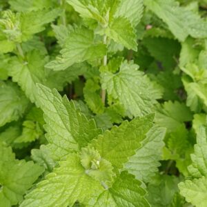 Wild kattekruid - Nepeta cataria