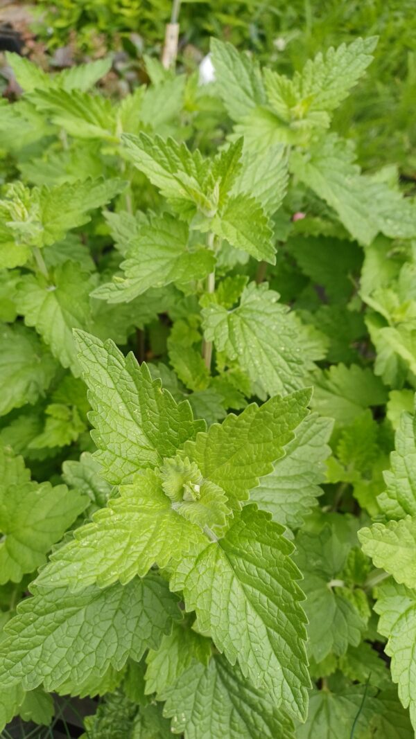 Wild kattekruid - Nepeta cataria