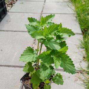 Wild kattekruid - Nepeta cataria - Afbeelding 2