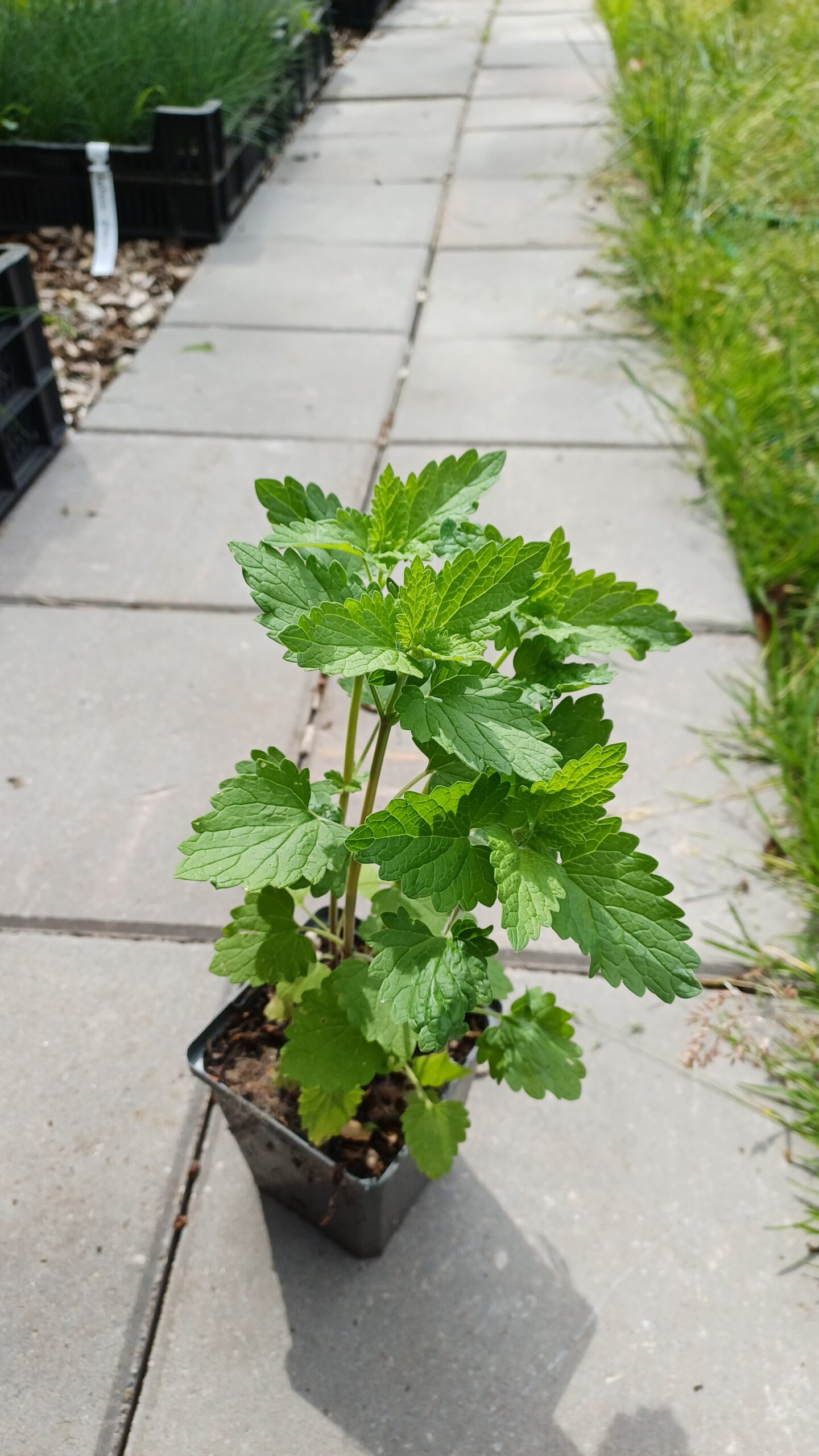 Wild kattekruid - Nepeta cataria - Afbeelding 2