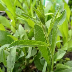 Knoopkruid - Centaurea jacea - Afbeelding 2