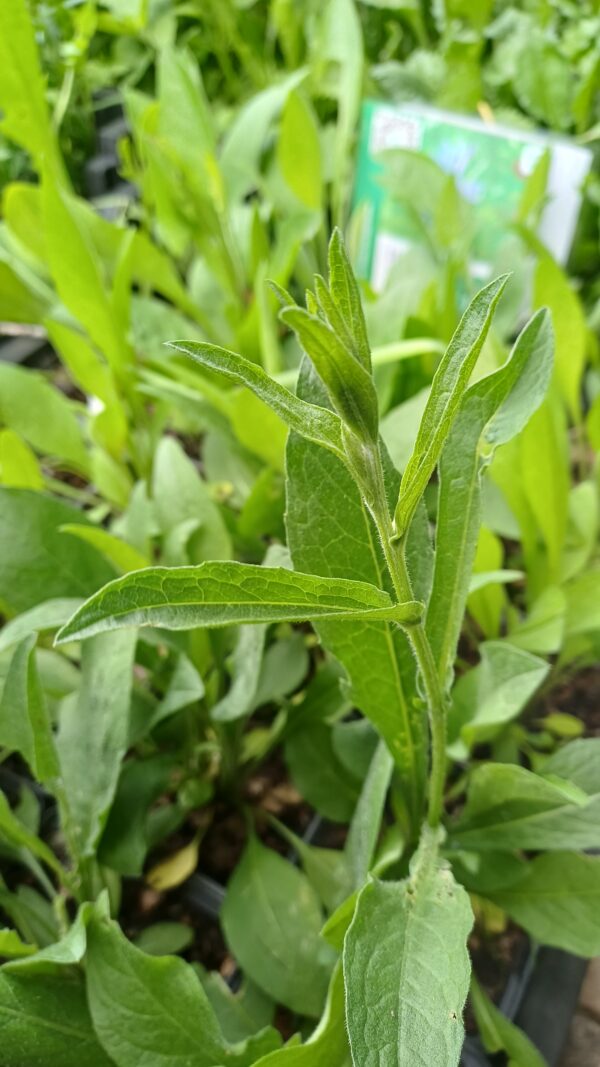 Knoopkruid - Centaurea jacea
