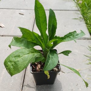 Knoopkruid - Centaurea jacea - Afbeelding 3