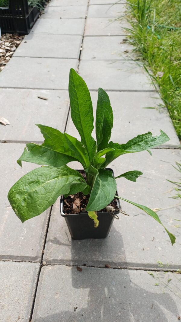 Knoopkruid - Centaurea jacea