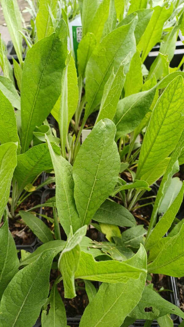 Korenbloem (geel) - Centaurea macrocephala