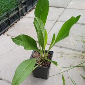 Korenbloem (geel) - Centaurea macrocephala - Afbeelding 2