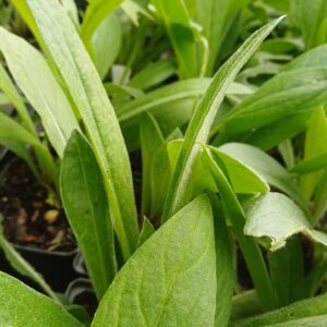 Korenbloem (paars-roze) - Centaurea montana - Afbeelding 2