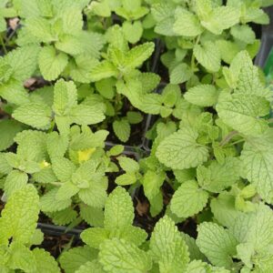 Kattekruid (paars) - Nepeta x faassenii