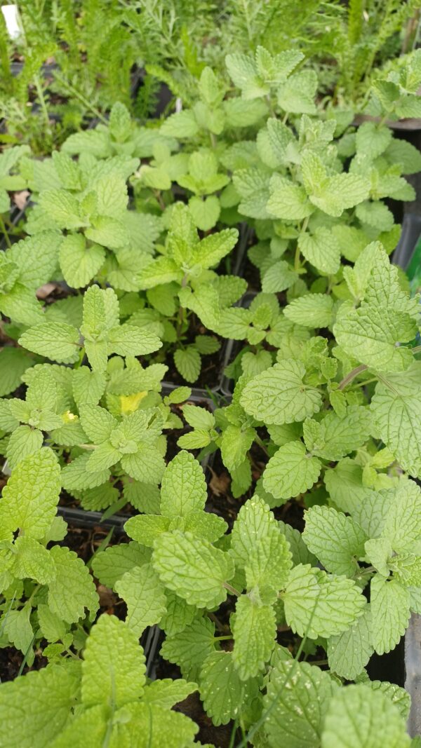 Kattekruid (paars) - Nepeta x faassenii
