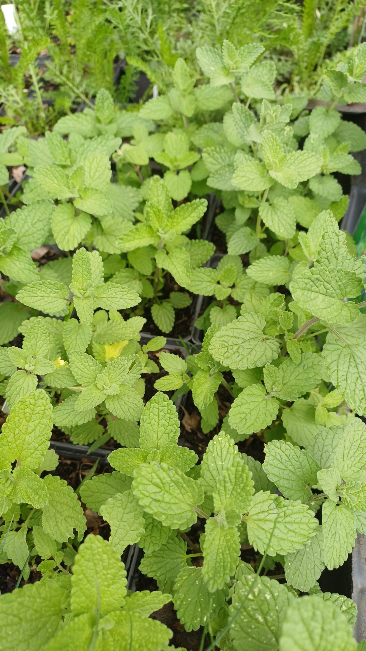 Kattekruid (paars) - Nepeta x faassenii - Afbeelding 1